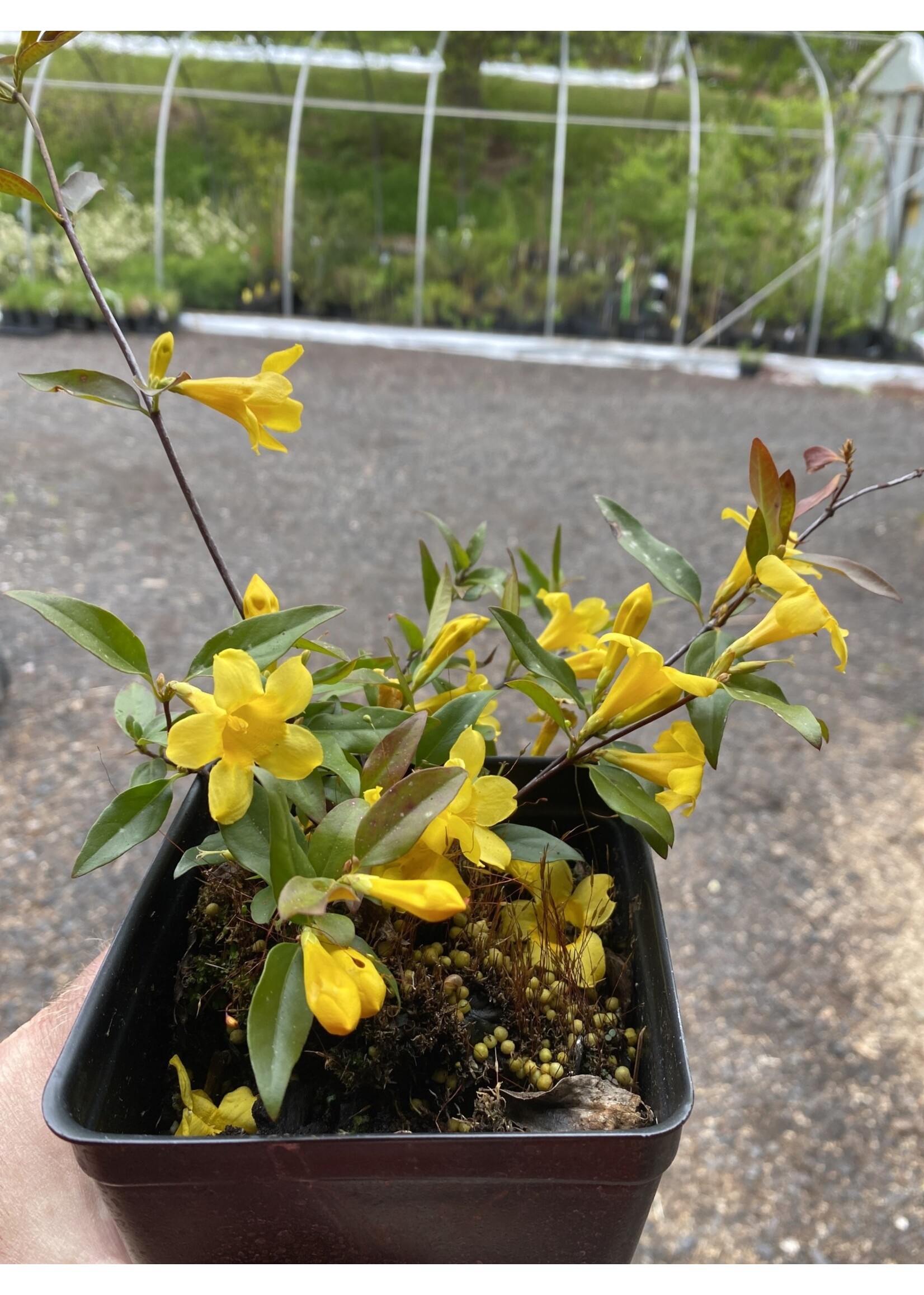 Gelsemium sempervirens Margarita, Carolina Jasmine #1