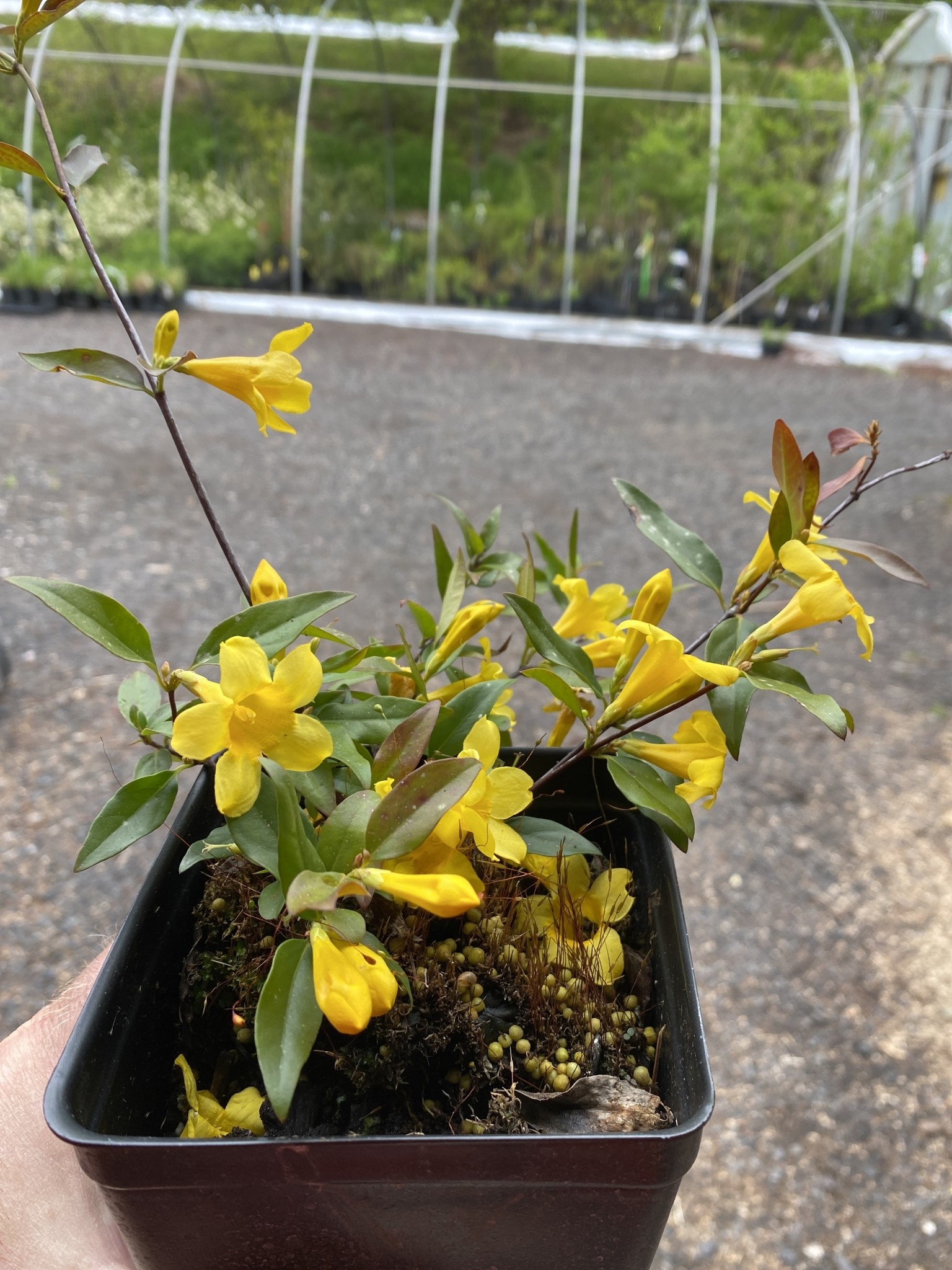 Carolina Jasmine #1 | Behmerwald Nursery