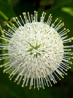 CEPHALANTHUS OCC. 'MAGICAL MOONLIGHT, Buttonbush, #3