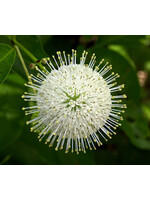 CEPHALANTHUS OCC. 'MAGICAL MOONLIGHT, Buttonbush, #3