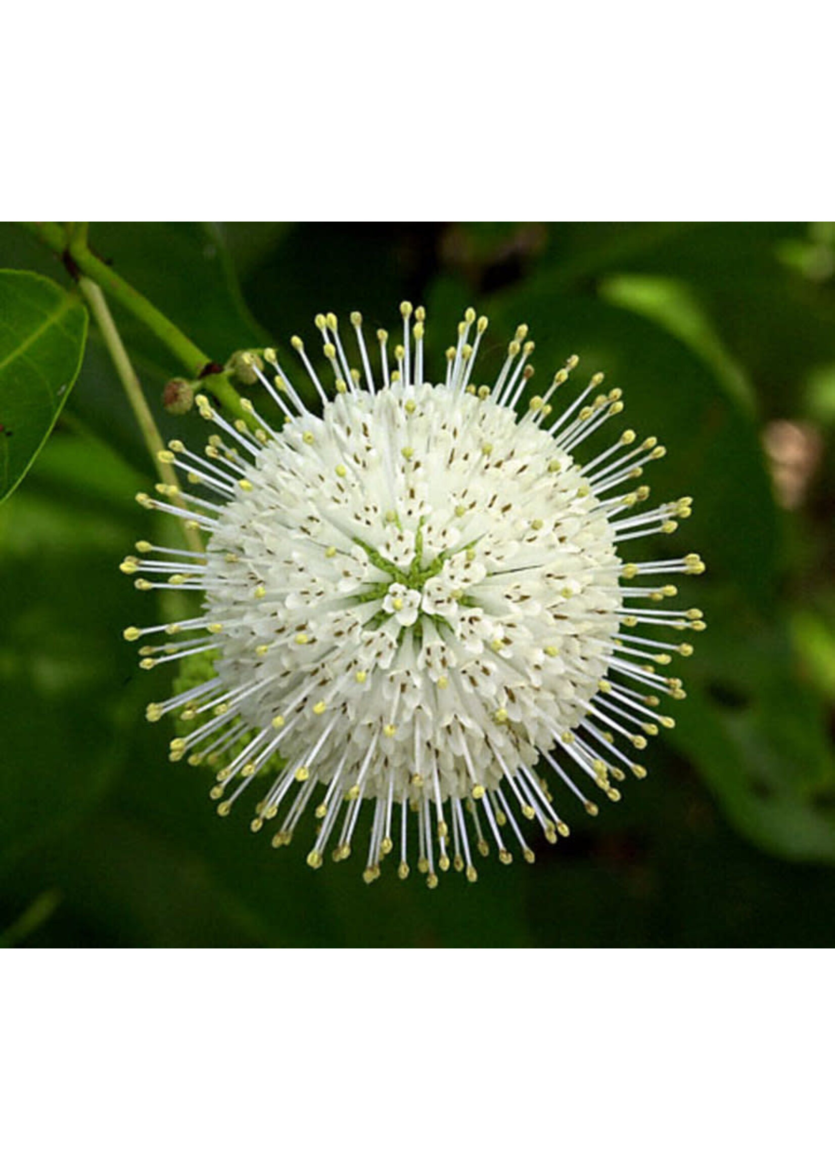 CEPHALANTHUS OCC. 'MAGICAL MOONLIGHT, Buttonbush, #3