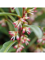 Sarcococca hookeriana Sweet and Low, Sweetbox, Dwarf, #3