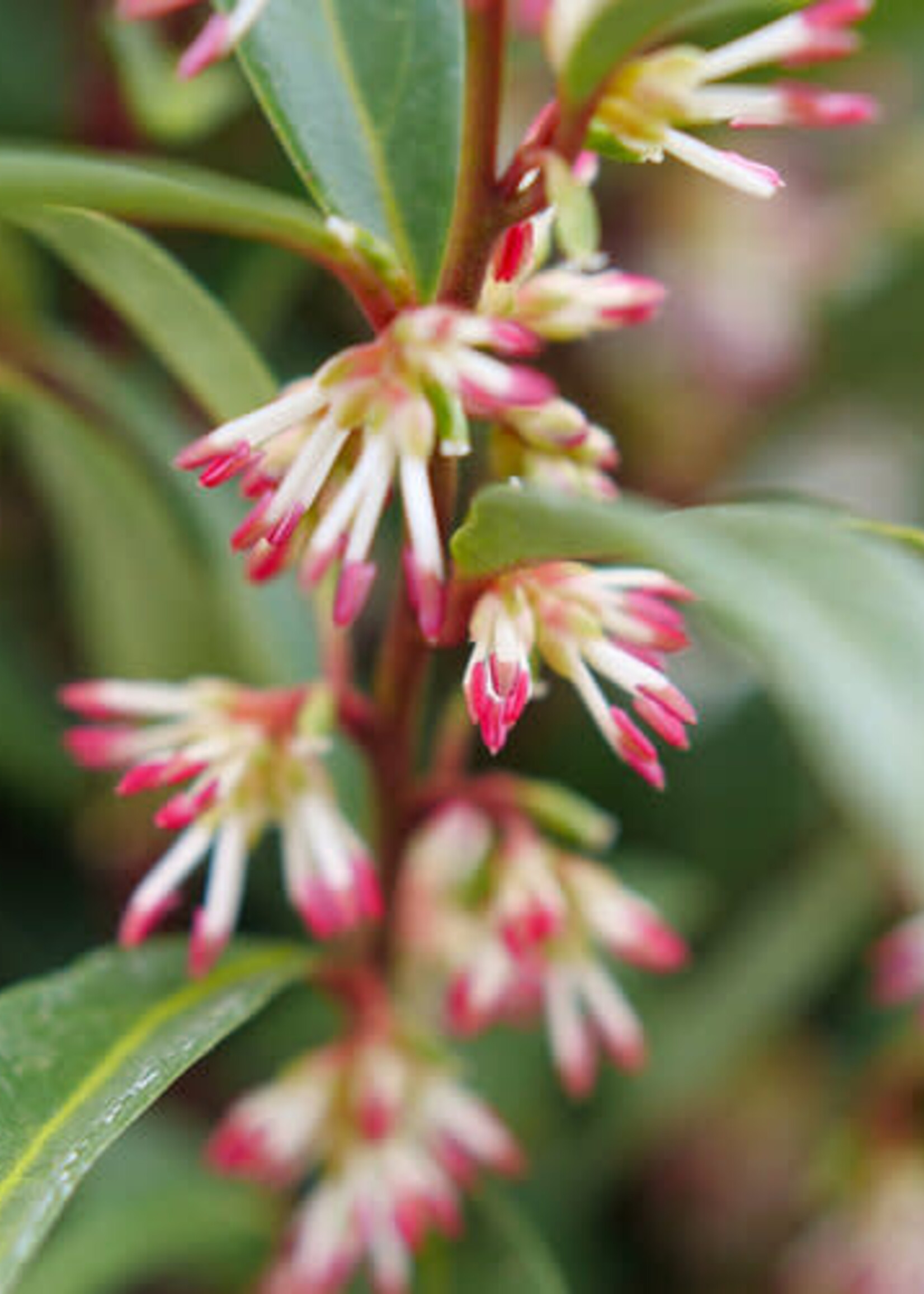 Sarcococca hookeriana Sweet and Low, Sweetbox, Dwarf, #3