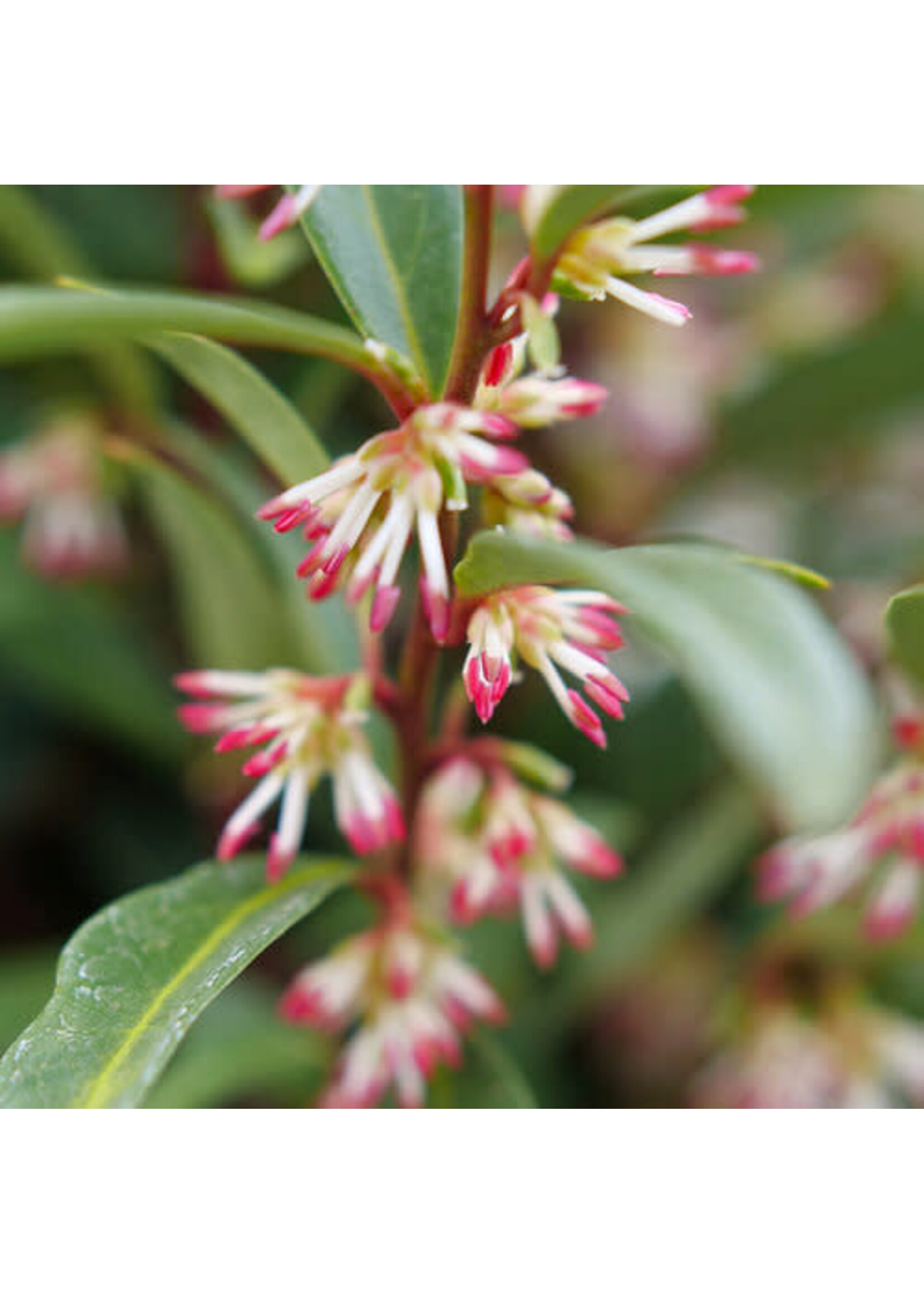 Spring Bloom Sarcococca hookeriana Sweet and Low, Sweetbox, Dwarf, #3
