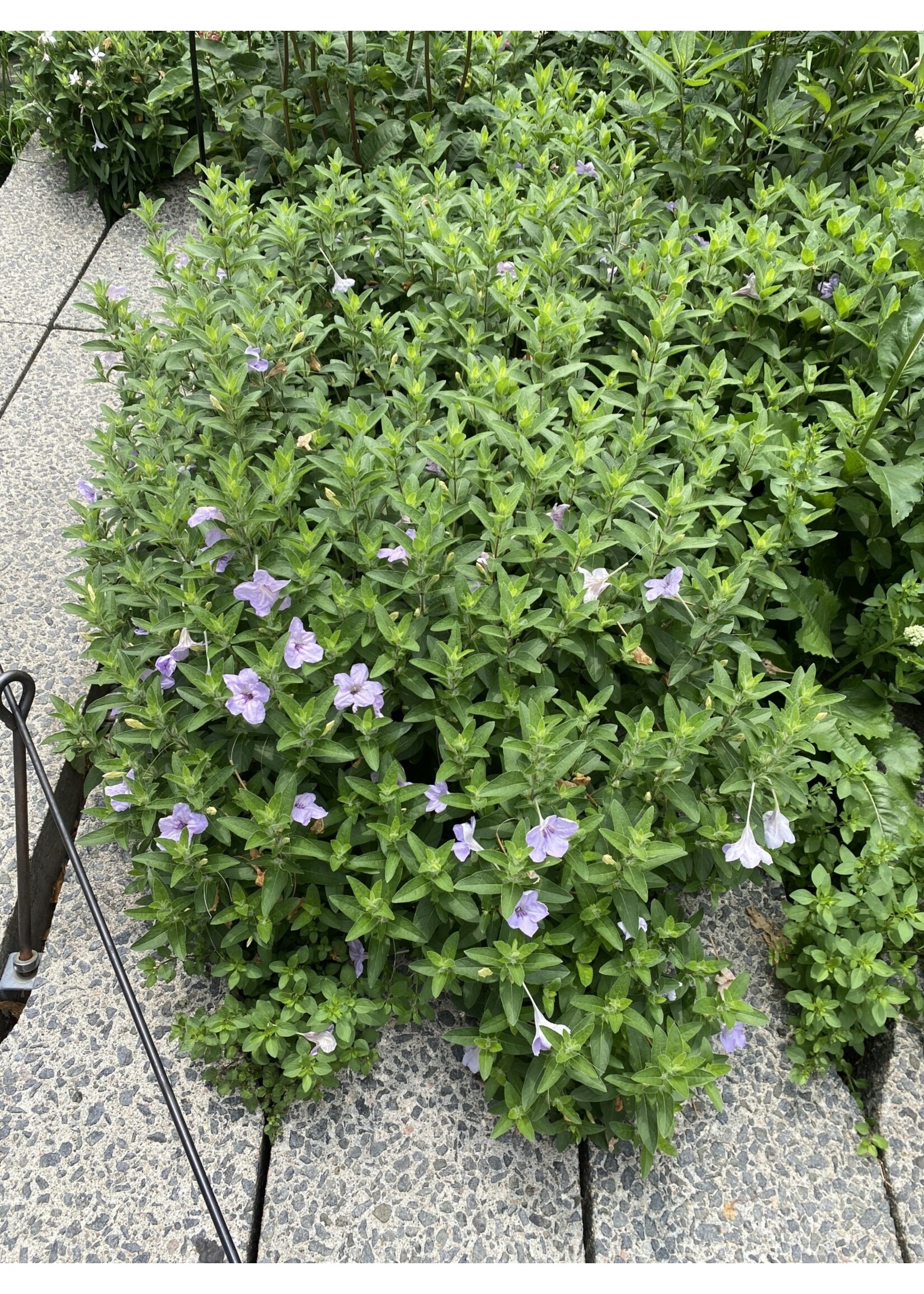 Ruellia humilis, Wild Petunia #1 Container