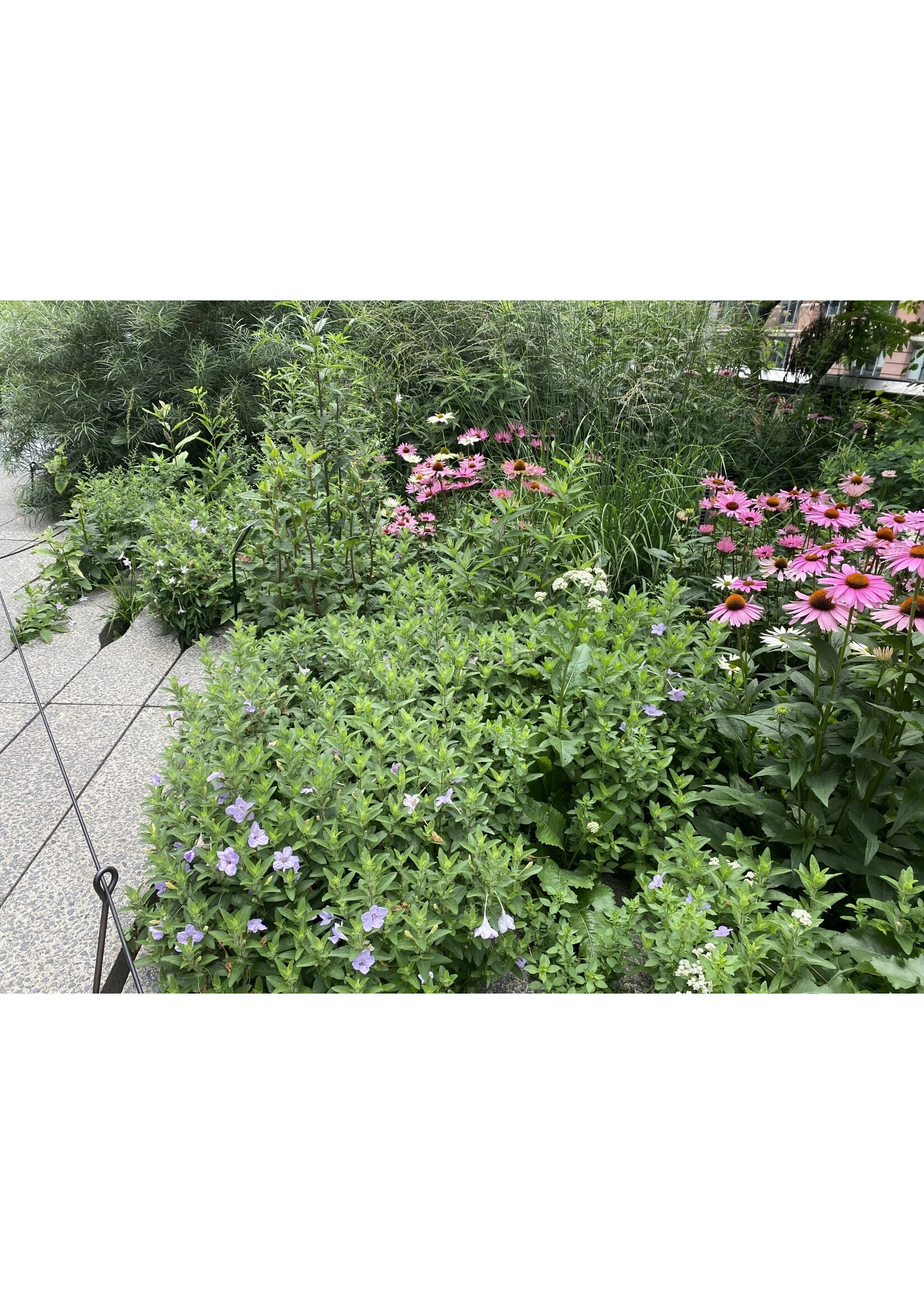 Ruellia humilis, Wild Petunia #1 Container
