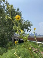 Silphium laciniatum,  Compass Plant  #1 Container