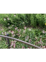 Hummingbird Favorites Echinacea angustifolia, Narrow leaved Coneflower, #1