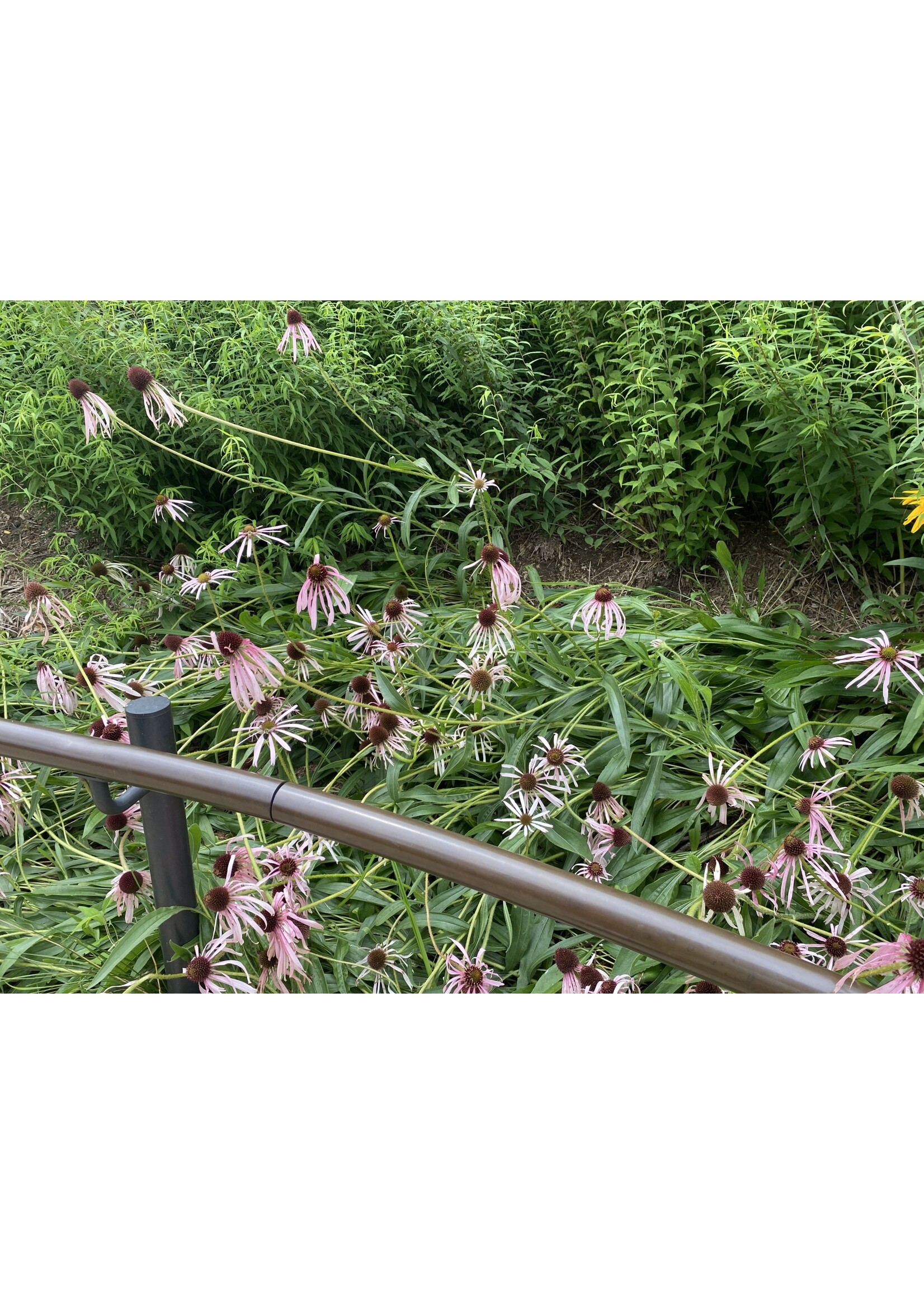 Hummingbird Favorites Echinacea angustifolia, Narrow leaved Coneflower, #1