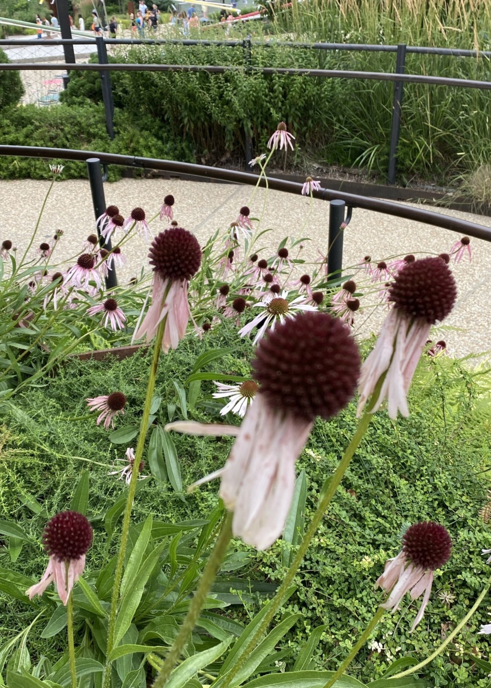 Echinacea angustifolia, Narrow leaved Coneflower, #1