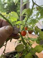 Tomato, Spoon- Vegetable, 4" pot
