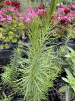 Asclepias verticellata, Eastern whorled milkweed #1 container