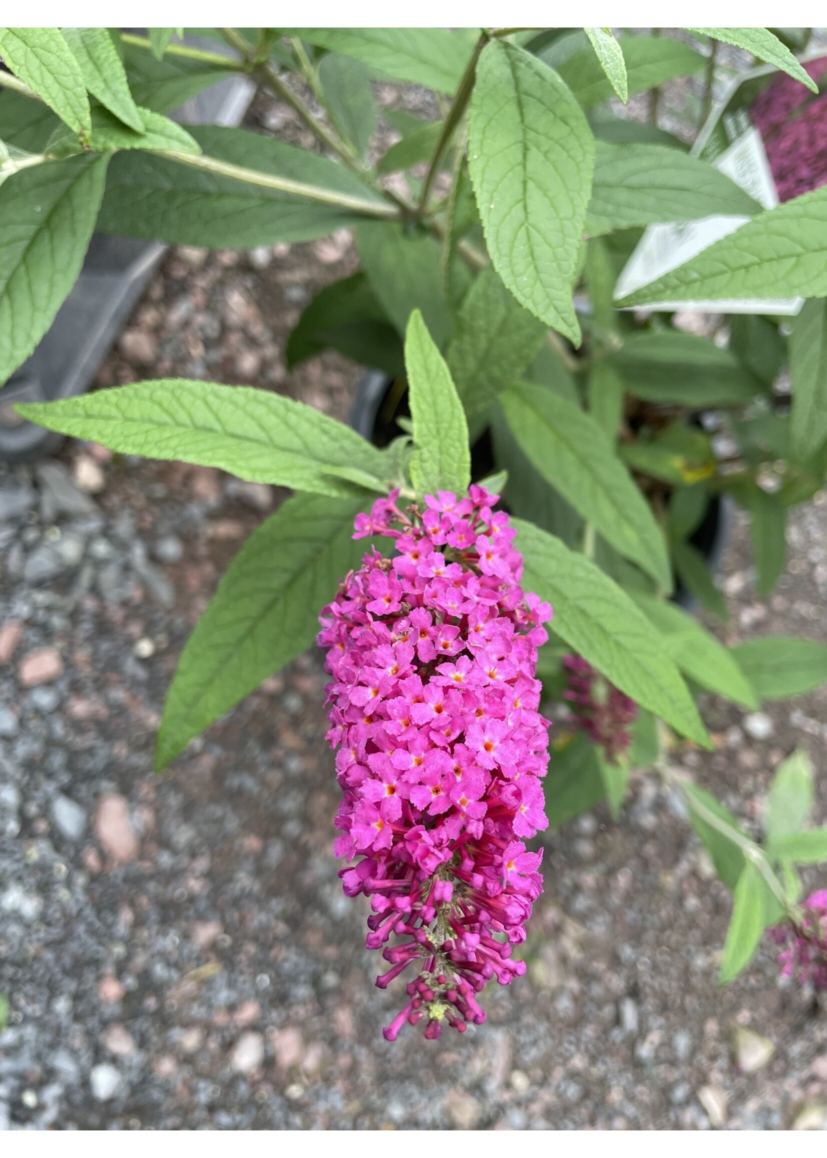 Buddleia Miss Ruby Butterfly Bush, Miss Ruby, #3