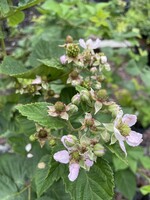 Rubus Chester Blackberry, Chester, #3