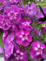 Phlox paniculata Laura, Garden Phlox