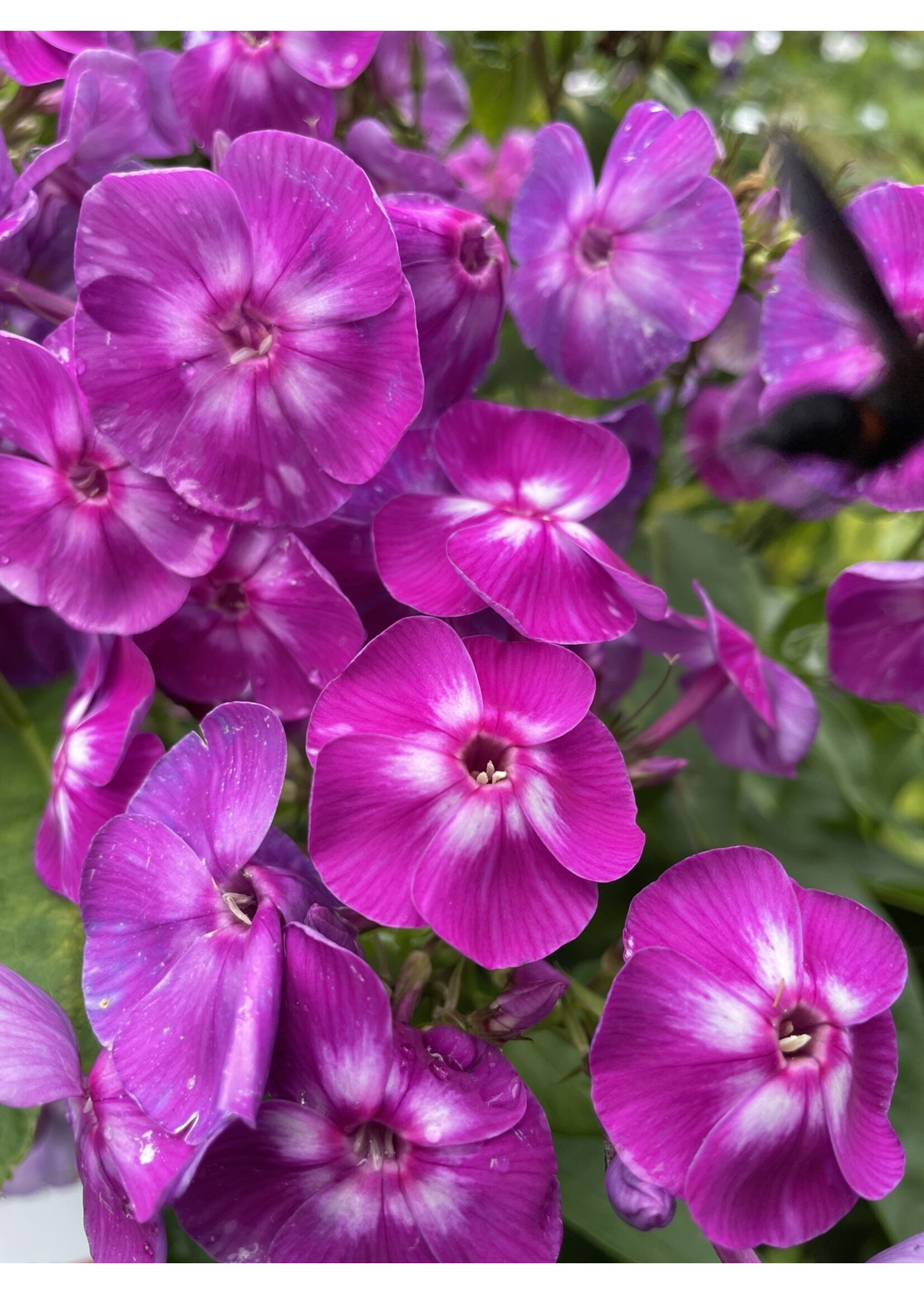 Phlox paniculata Laura, Garden Phlox