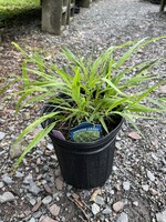 Hakonechloa mac. Grass - Ornamental Hakone, , #1