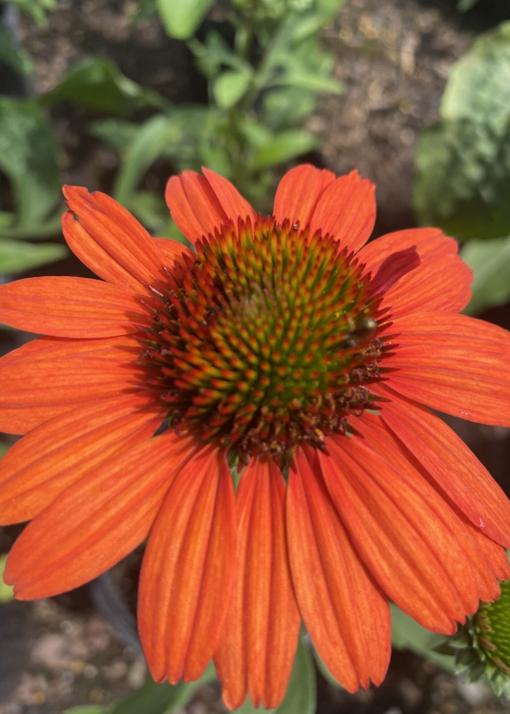 Echinacea pur. Kismet Intense Orange, Coneflower #1