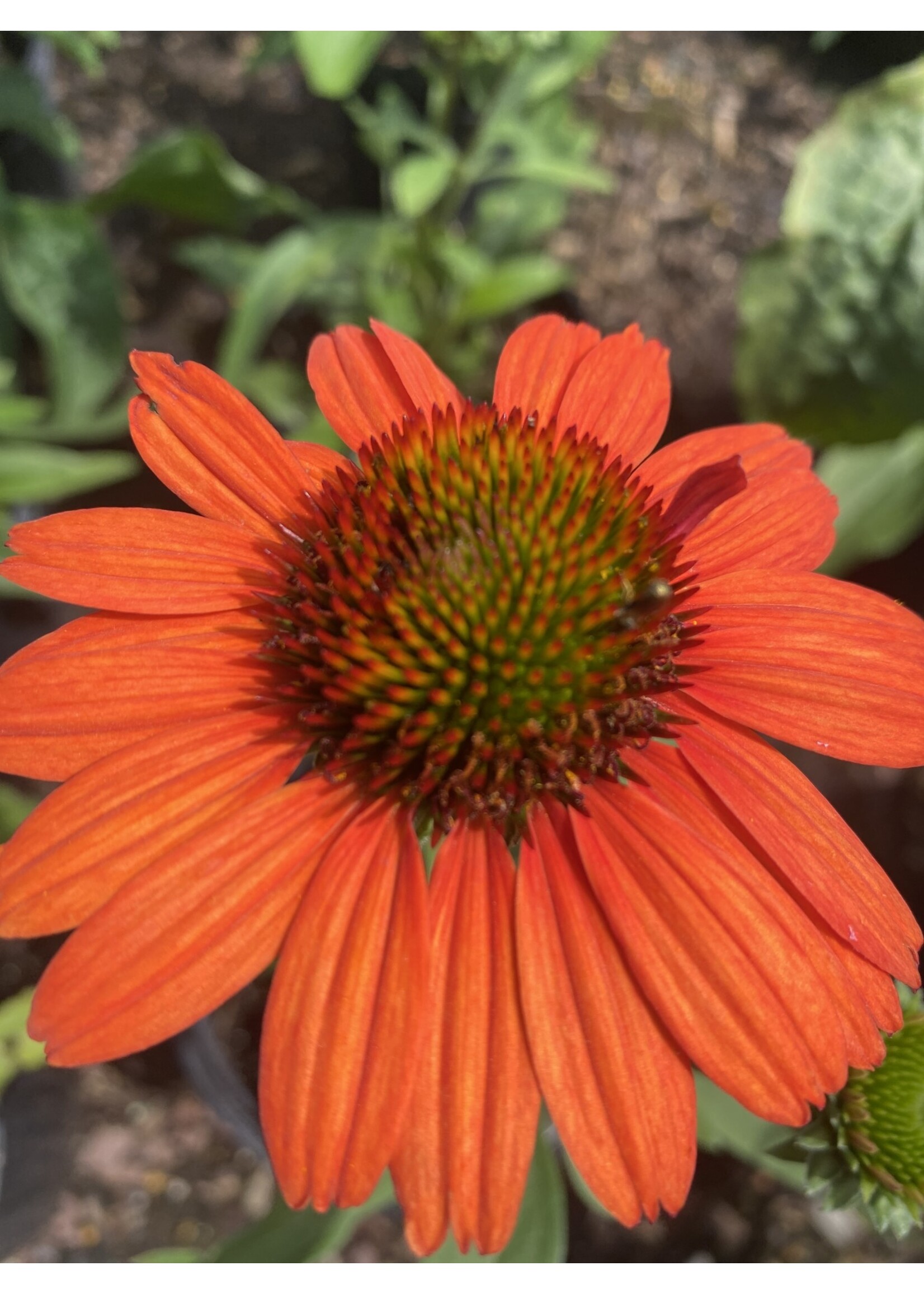 Echinacea pur. Kismet Intense Orange, Coneflower #1