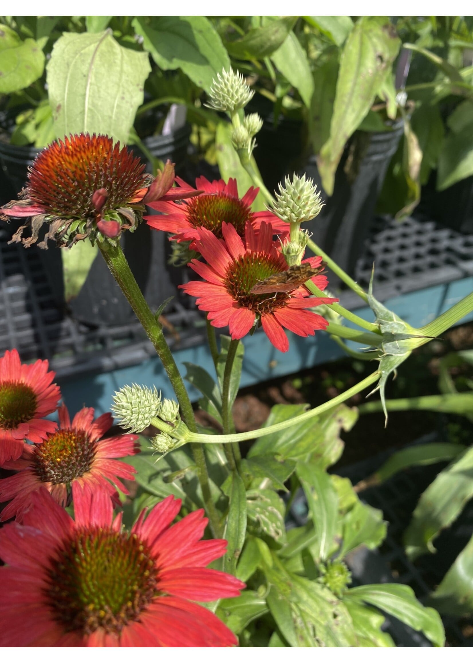 Echinacea pur. Kismet Red, Coneflower #1