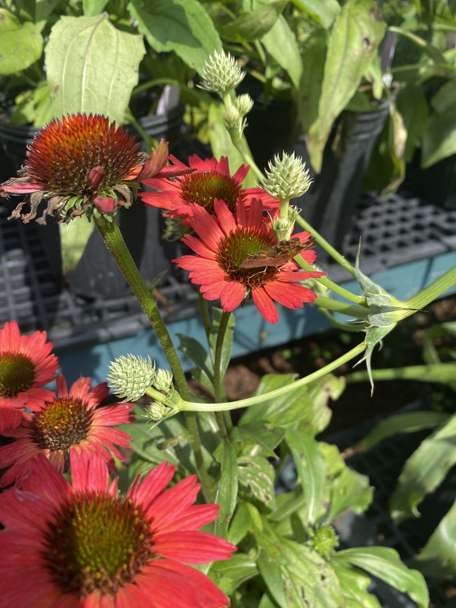 Echinacea pur. Kismet Red, Coneflower 1 Behmerwald Nursery