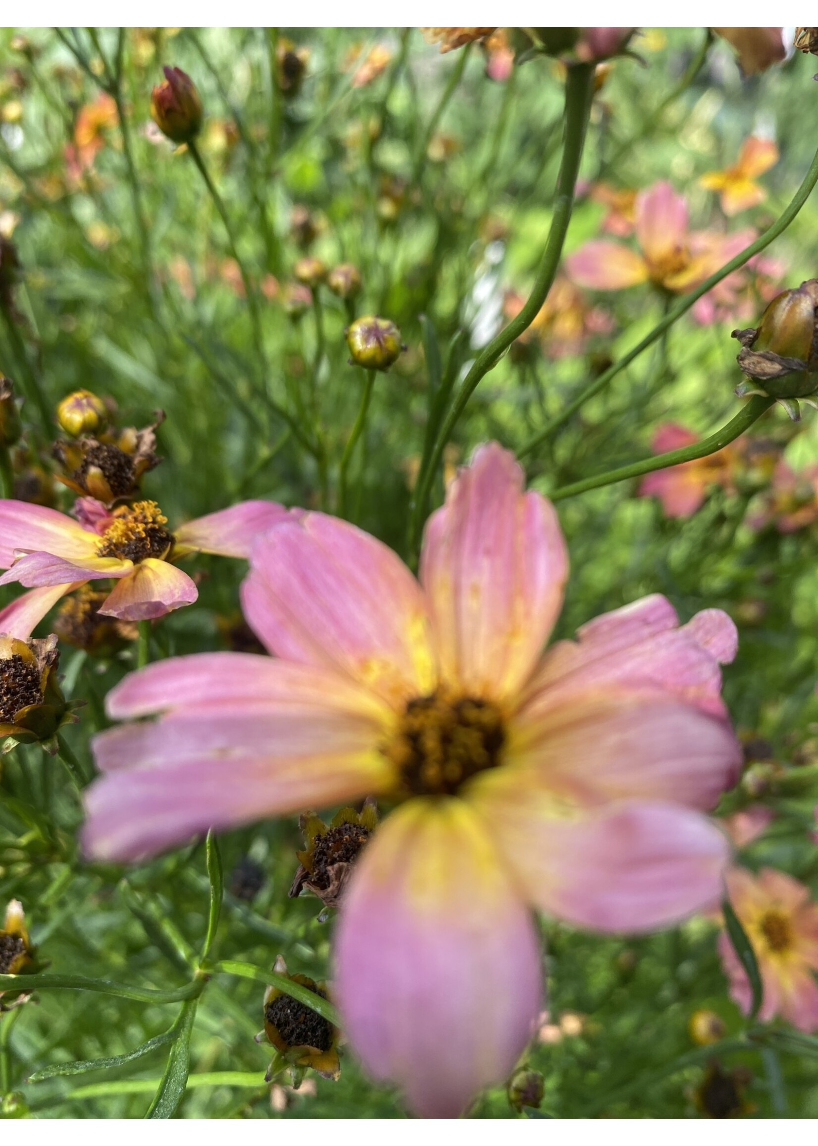 Coreopsis vert. Permathread Shades of Rose, Coreopsis #1