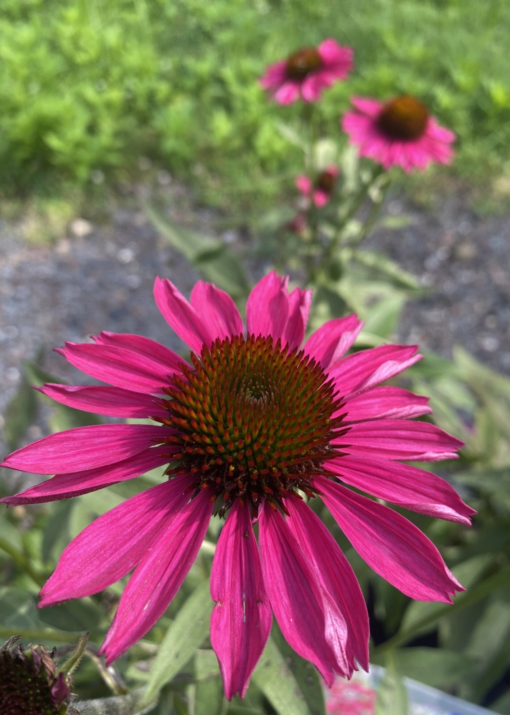 Echinacea pur. Kismet Raspberry, Coneflower 1 Behmerwald Nursery