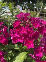 Phlox paniculata Flame Purple, Garden Phlox, #1