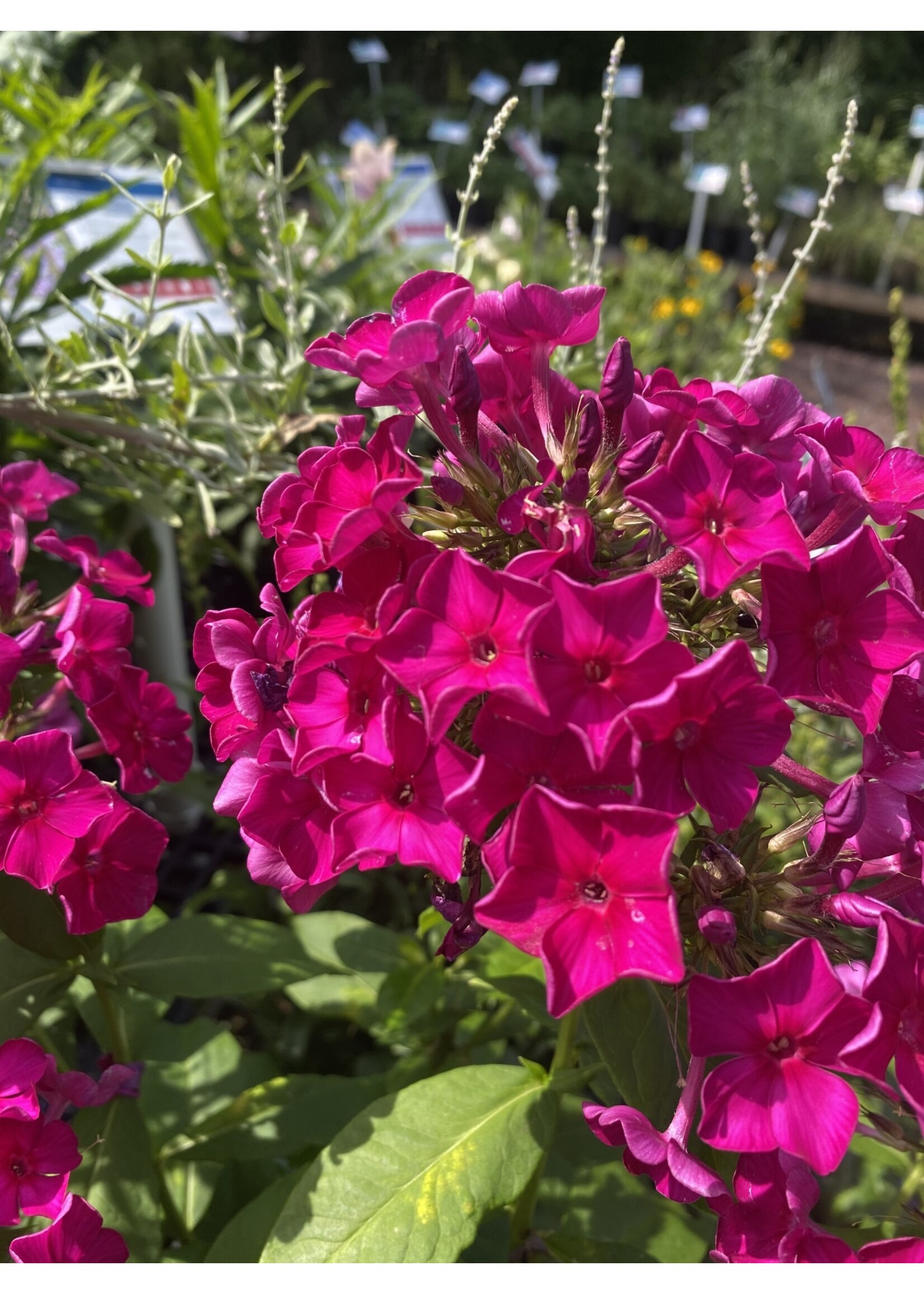 Phlox paniculata Flame Purple, Garden Phlox, #1