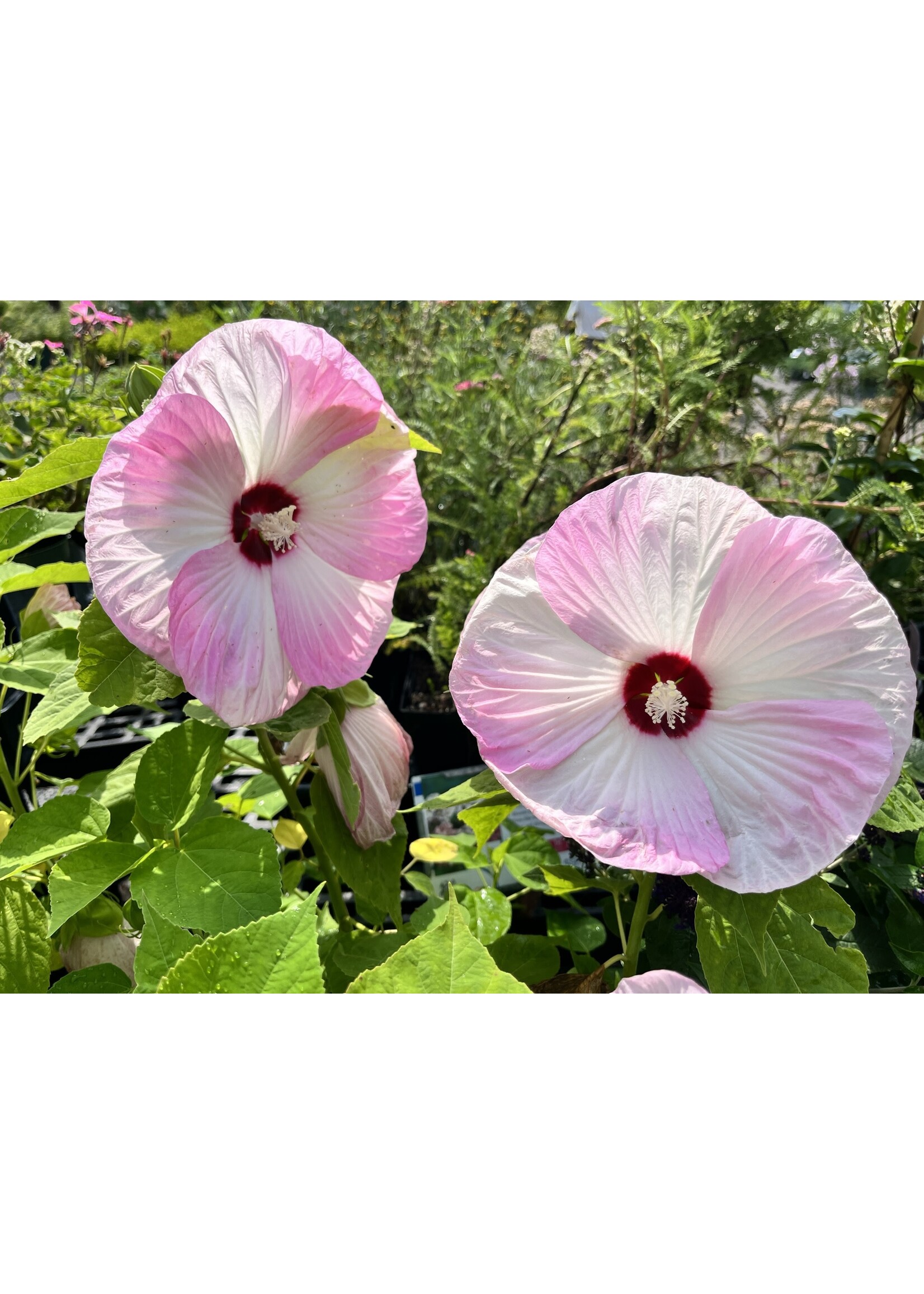 Hibiscus mosch. Luna Mix Mallow, #1