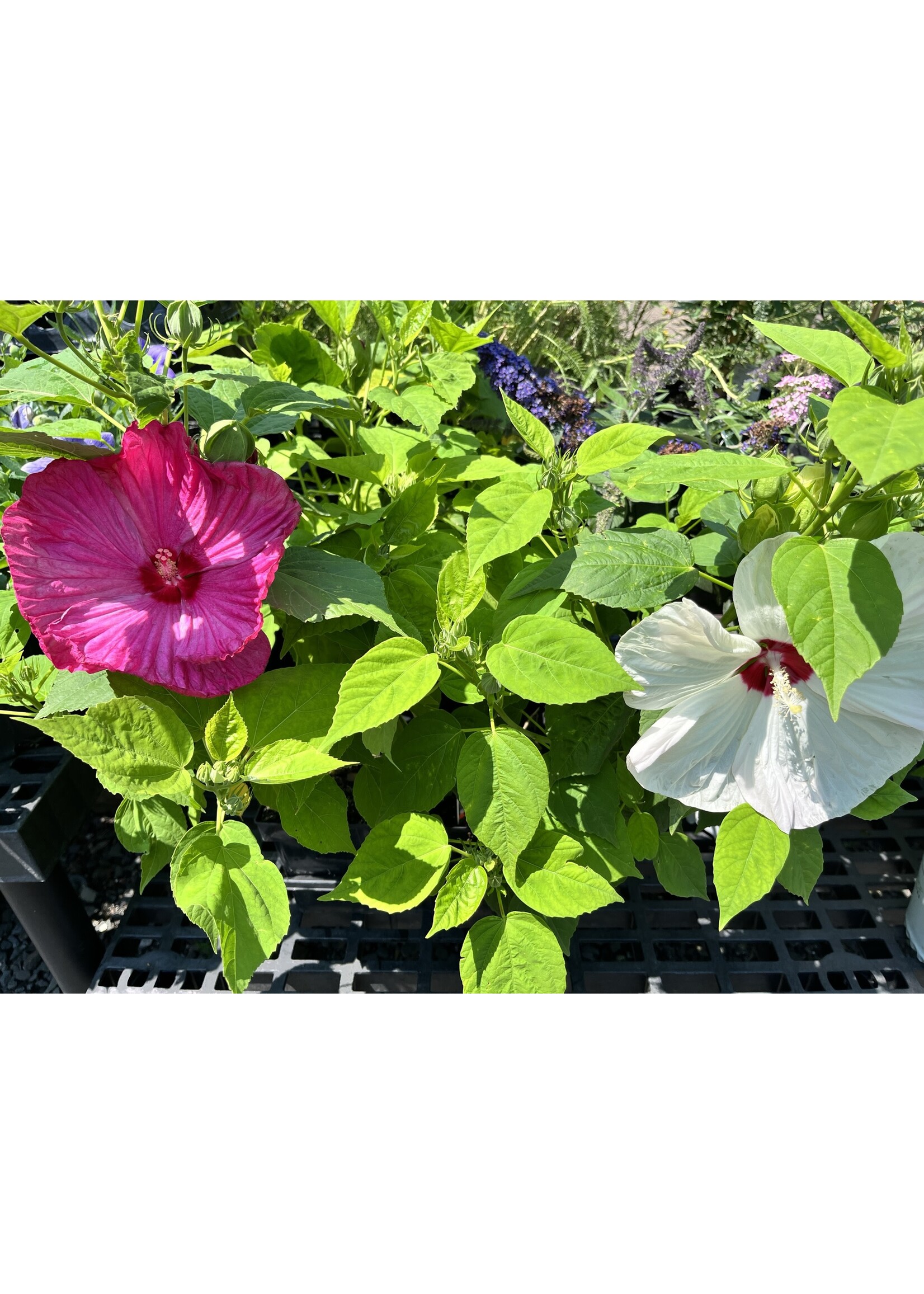 Hibiscus mosch. Luna Mix Mallow, #1