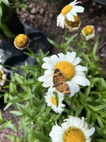 Leucanthemum Snow Cap Daisy - Shasta, Snowcap, #1