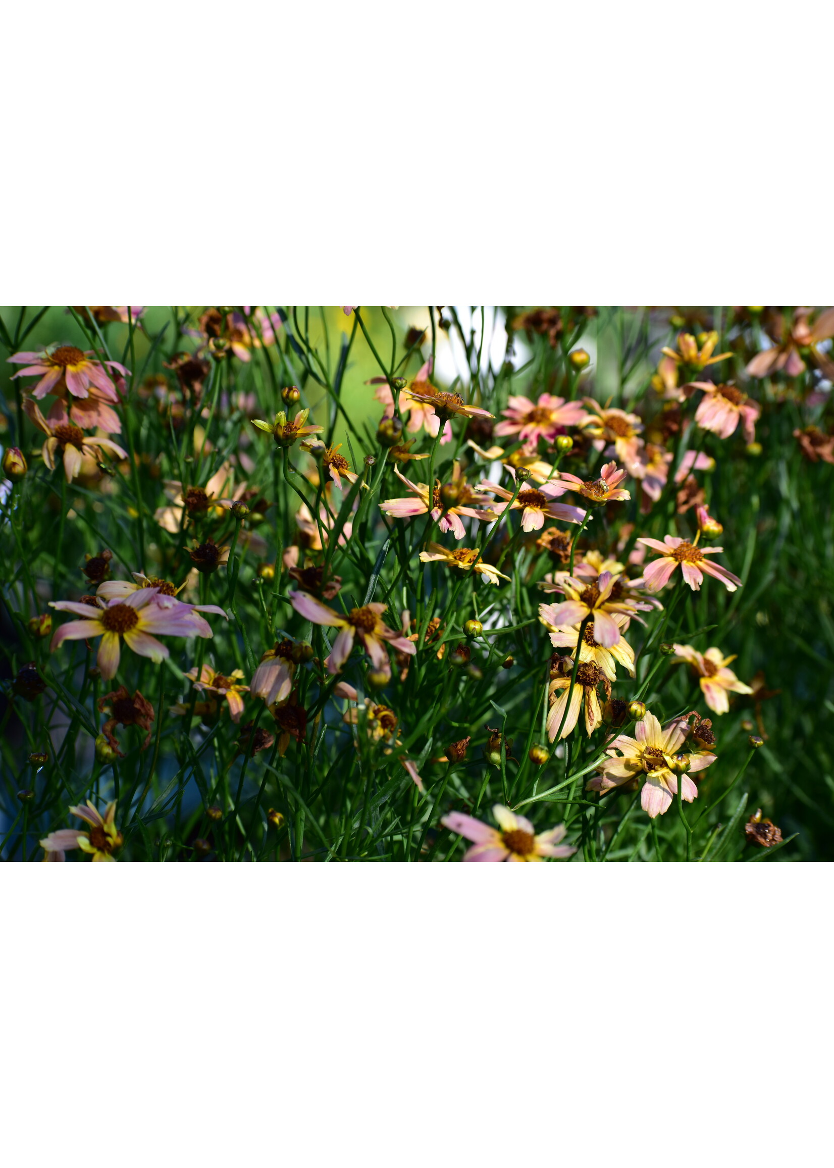 Coreopsis vert. Permathread Shades of Rose, Coreopsis #1