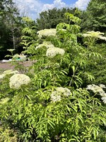 Sambucus canadensis, Elderberry #3 container