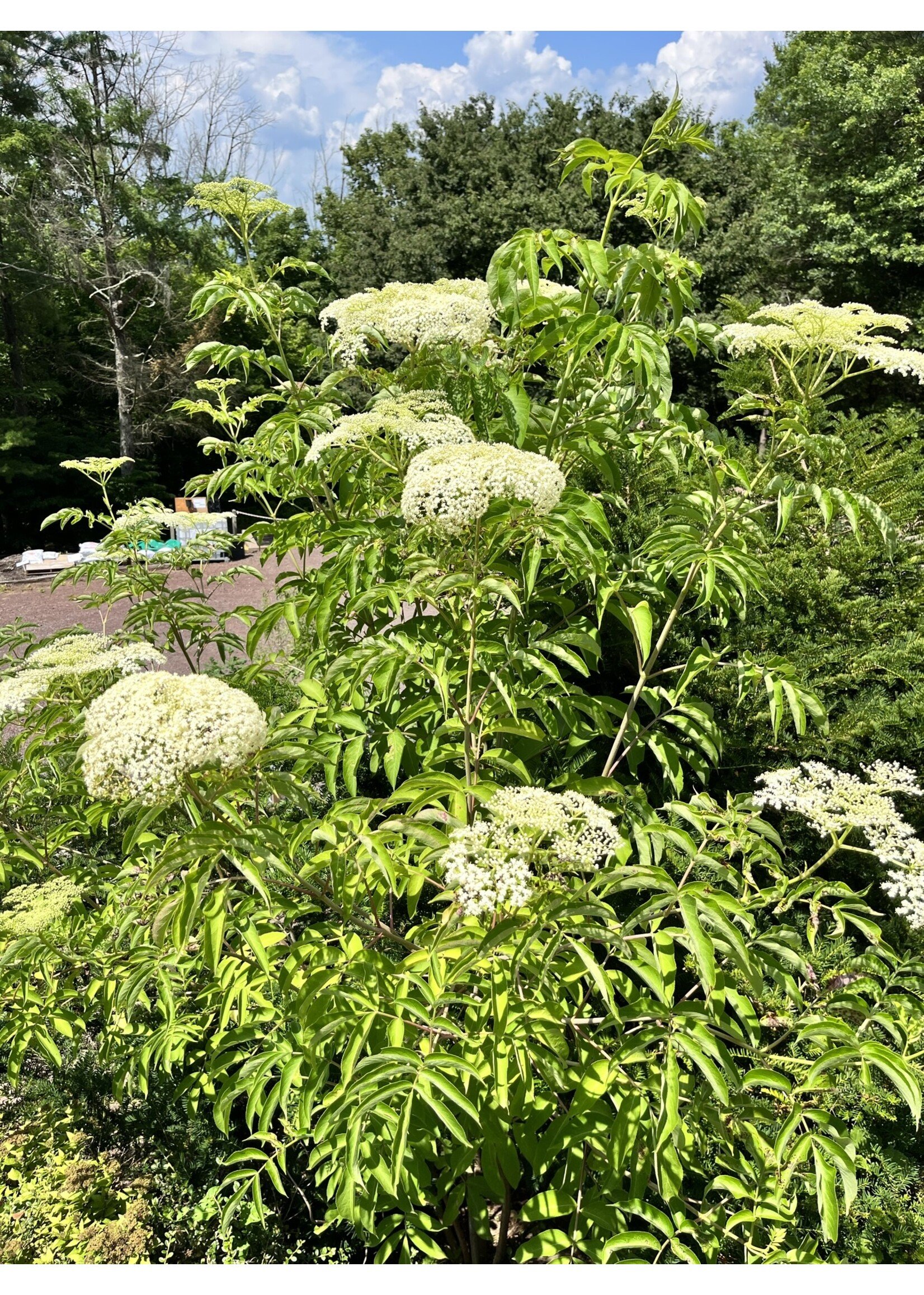 Sambucus canadensis, Elderberry #3 container