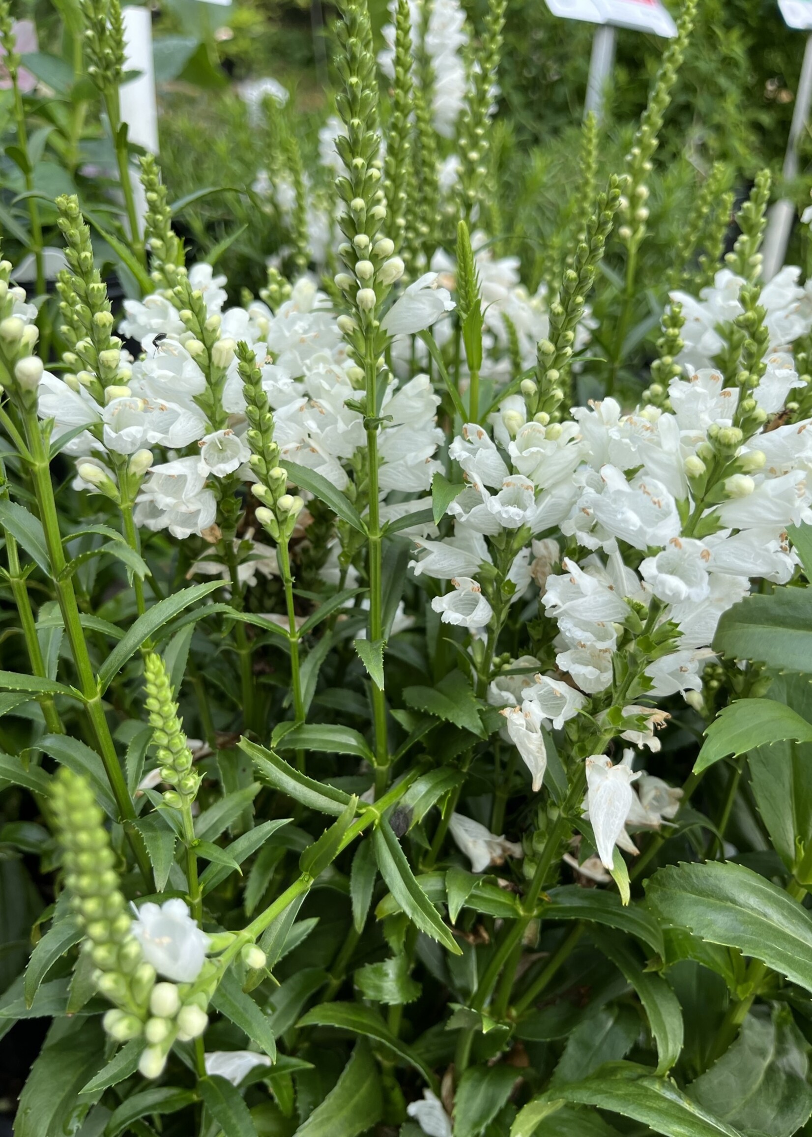 Physostegia vir. Miss Manners Obedient Plant, Miss Manners, #1