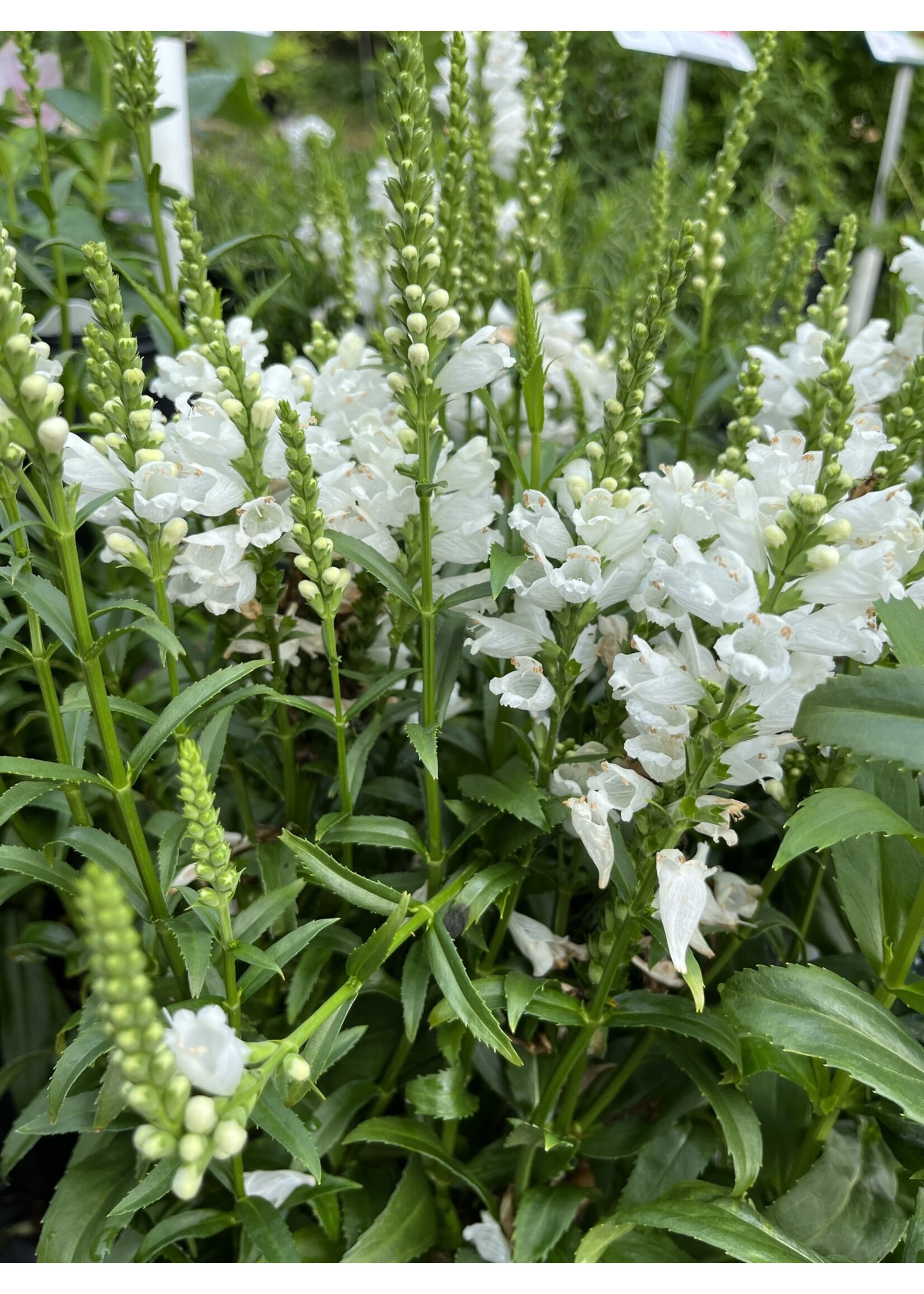 Physostegia vir. Miss Manners, Obedient Plant #1