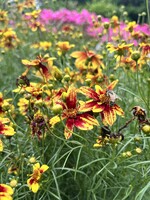 Coreopsis Cruzin Route 66, #1