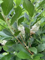 Clethra alnifolia, Summersweet #7