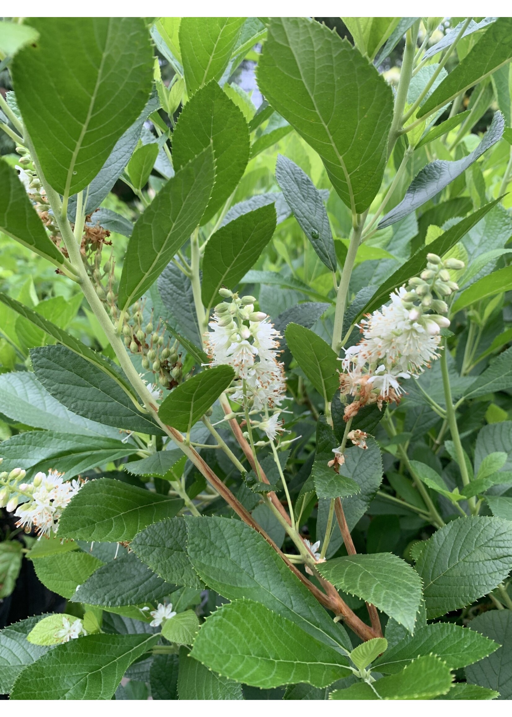 Clethra alnifolia, Summersweet #7