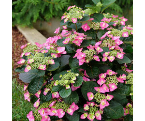 Tuff Stuff™ Red - Mountain Hydrangea - Hydrangea serrata