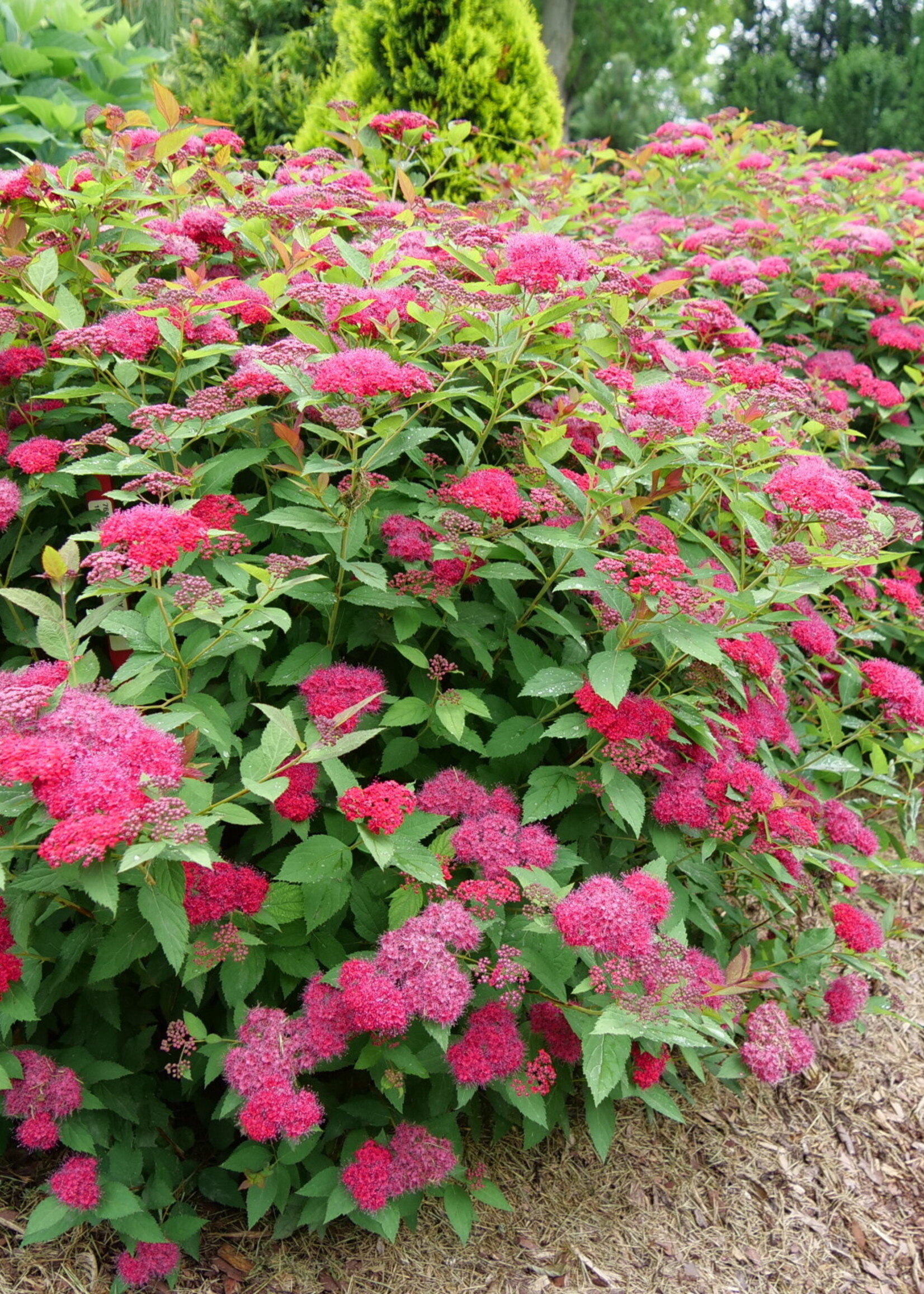 Spiraea x media NCSX2 Spirea, Double Play Doozie, #3