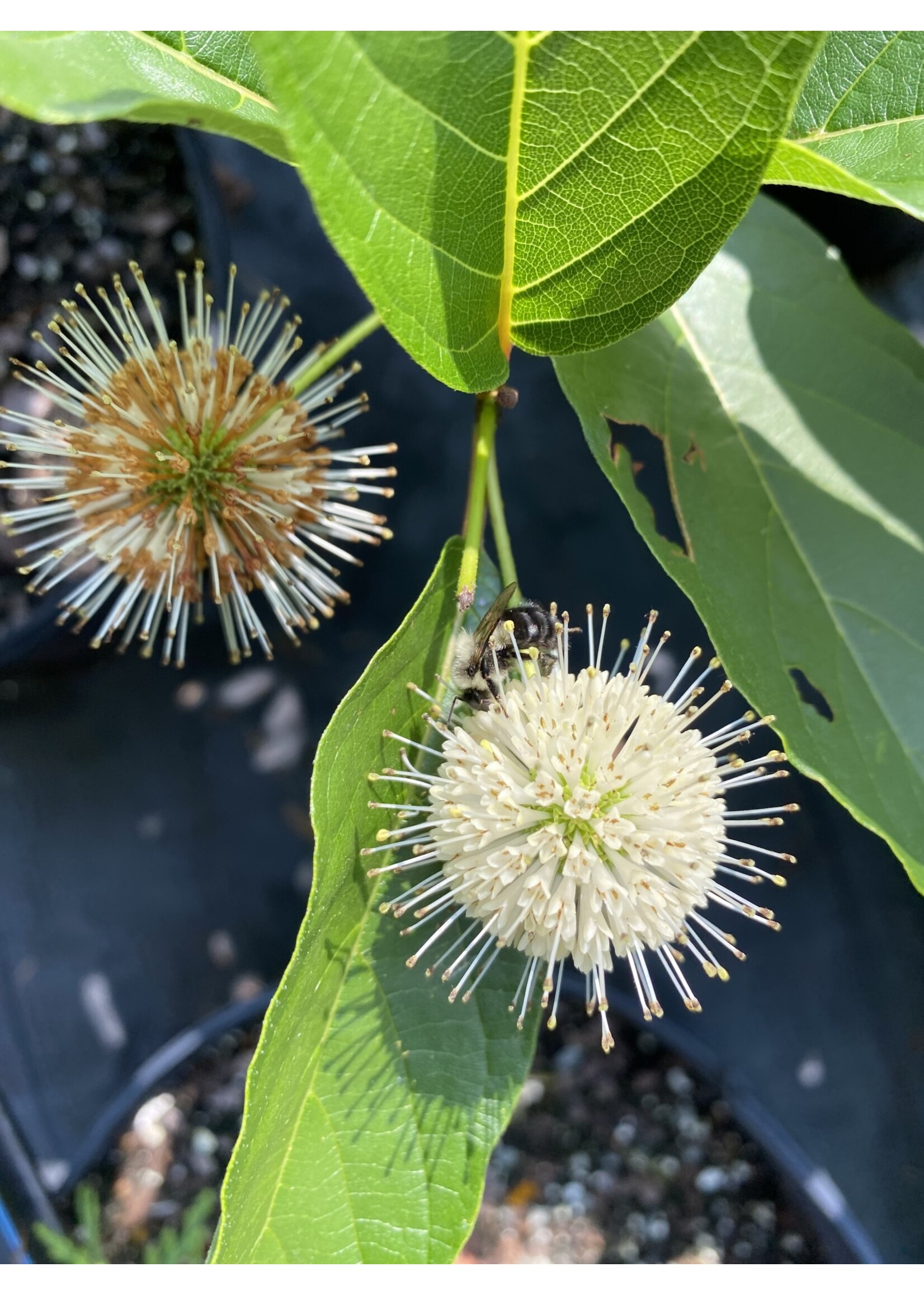CEPHALANTHUS OCC. 'MAGICAL MOONLIGHT, Buttonbush, #3