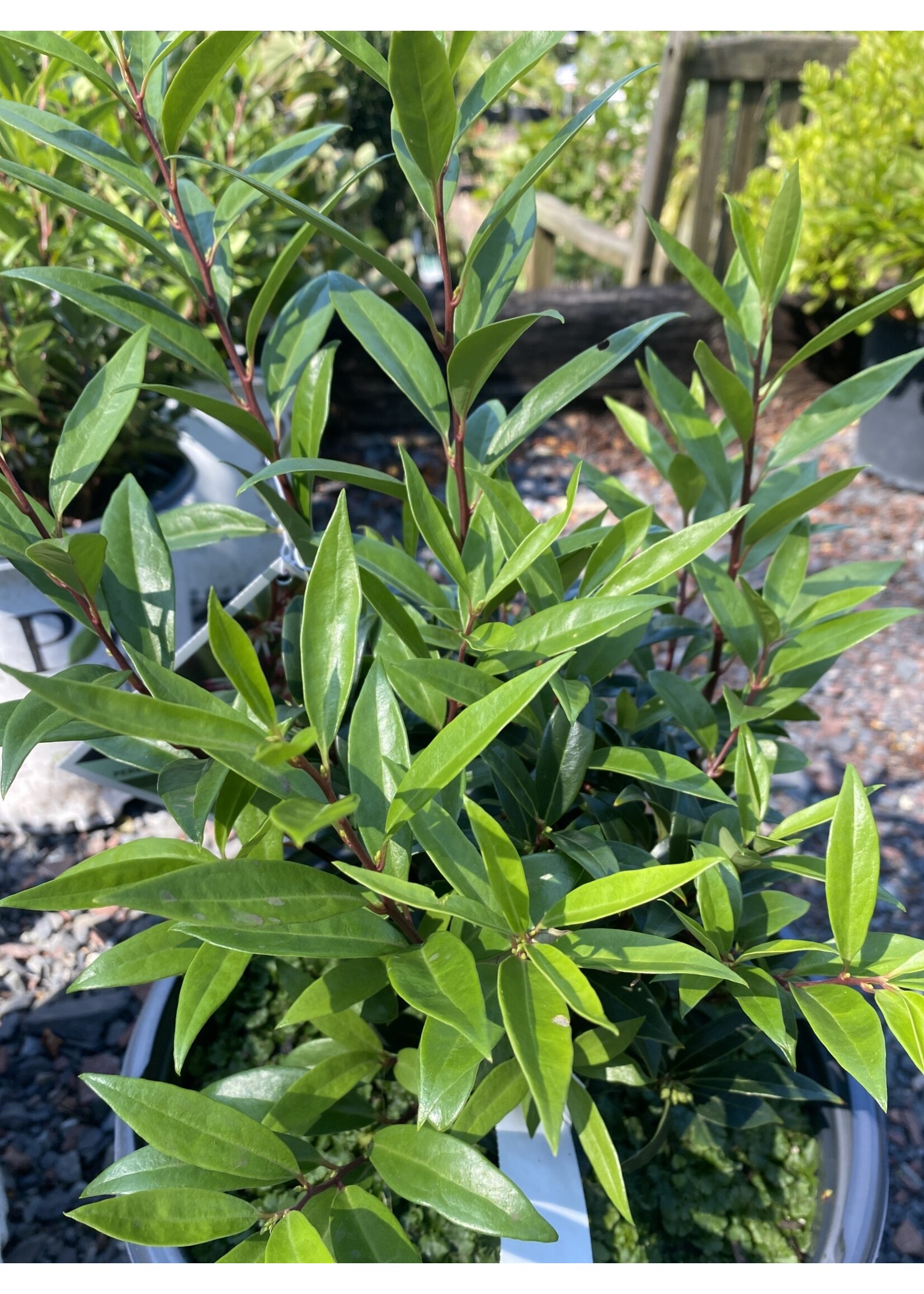 Spring Bloom Sarcococca hookeriana Sweet and Low, Sweetbox, Dwarf, #3