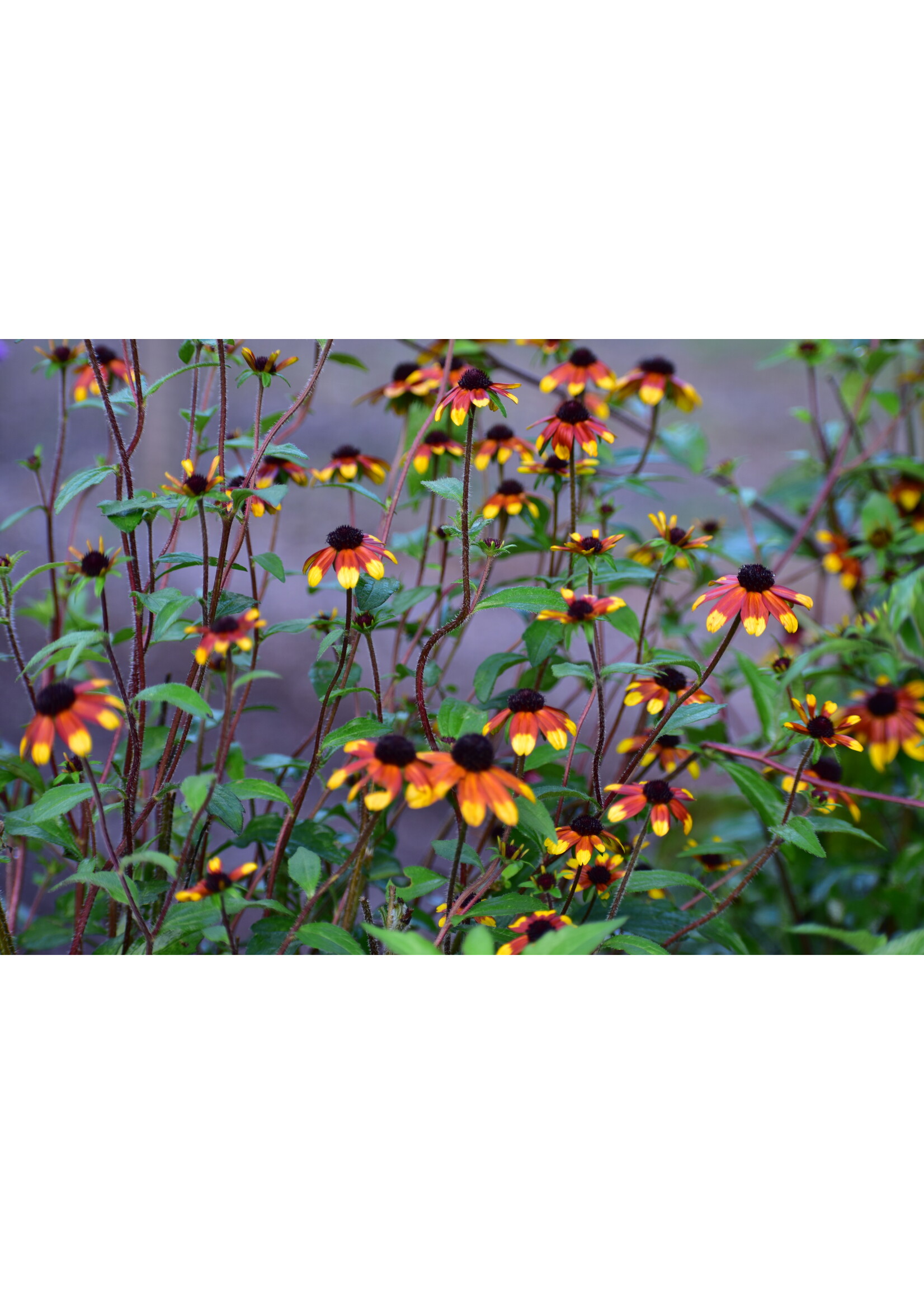 Rudbeckia triloba Prairie Glow, Brown-Eyed Susan, #1