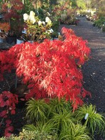 Acer palm. di. Tamukeyama, Japanese Threadleaf Maple  #3