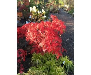鶴さま acer-palm-di-tamukeyama-