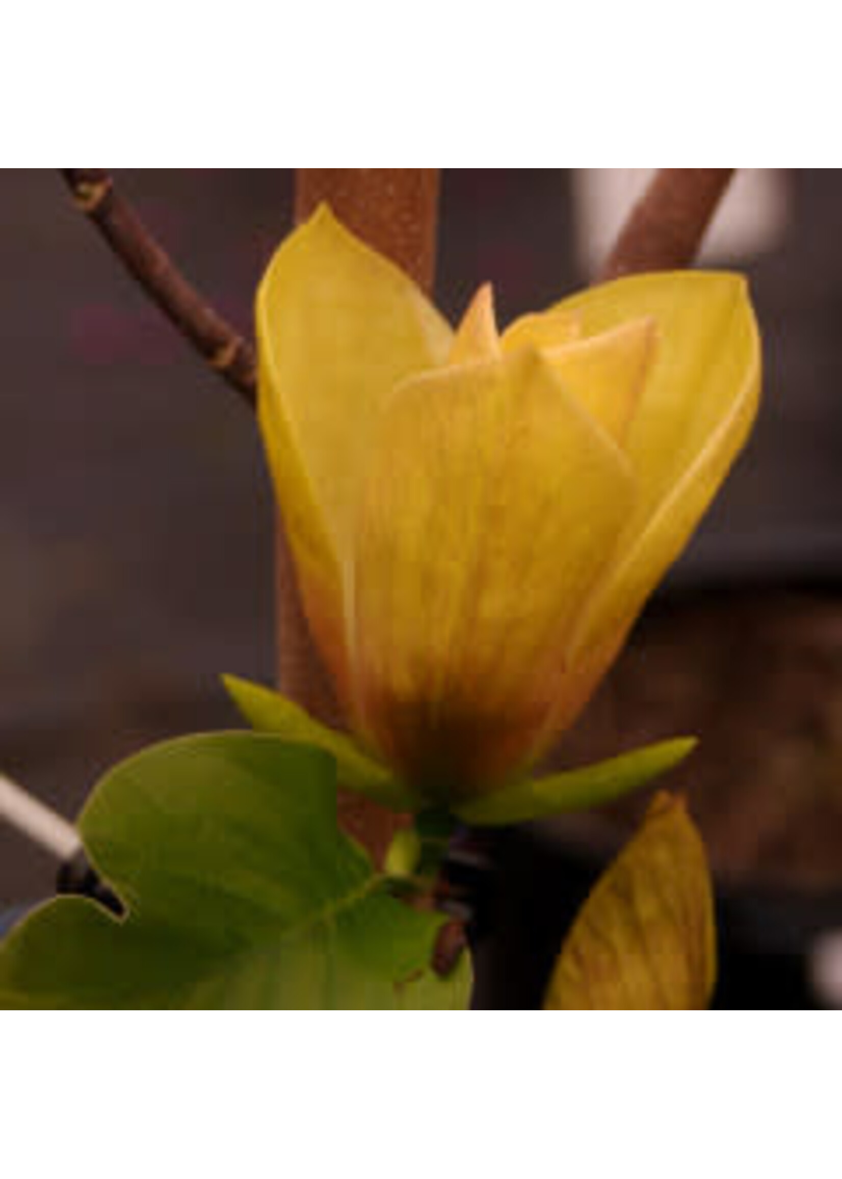 Spring Bloom Magnolia x brooklyn. Judy Zuk- Hybrid magnolia, #5