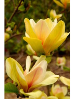 Spring Bloom Magnolia x Sunsation Magnolia - Hybrid, #5