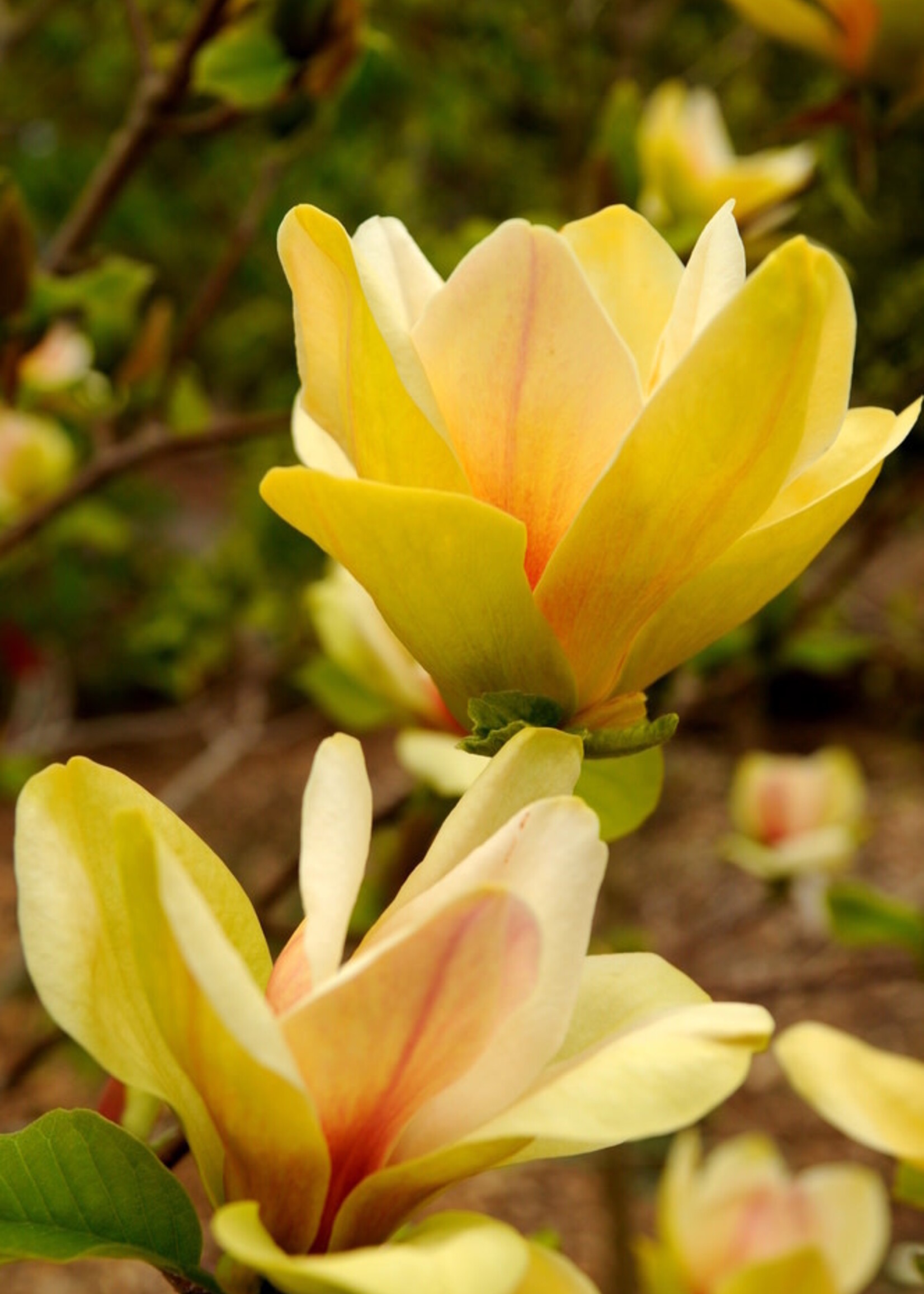 Magnolia x Sunsation Magnolia - Hybrid, #5
